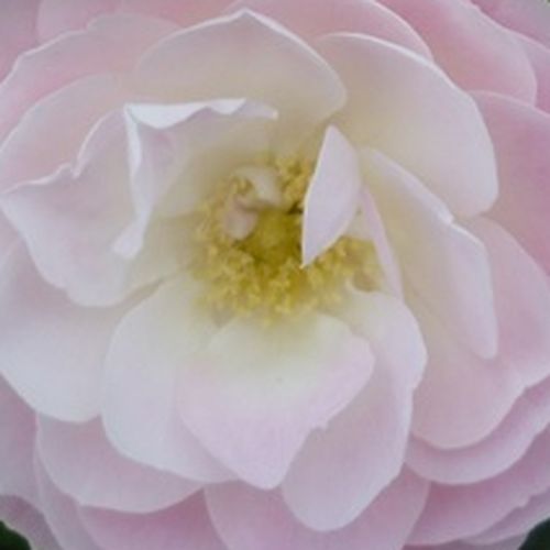 Online rózsa webáruház - parkrózsa - fehér - rózsaszín - Rosa Bouquet Parfait® - diszkrét illatú rózsa - Louis Lens - Tejfehér, rózsaszín szélű, apró, gömbölyded virágai csokrokban nyílnak, erős szárakon.